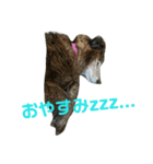 実家の愛犬♡（個別スタンプ：8）