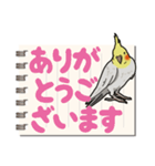 オカメインコ ピーちゃん Vol.6#デカ文字（個別スタンプ：11）