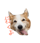 コーギーゆうたん（個別スタンプ：8）
