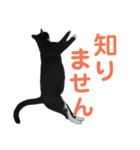 野乃夏とぶっちスタンプ（個別スタンプ：8）