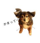 ミックス犬ちょこの日常（個別スタンプ：1）