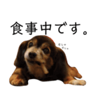 ミックス犬ちょこの日常（個別スタンプ：2）