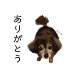 ミックス犬ちょこの日常（個別スタンプ：3）
