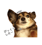ミックス犬ちょこの日常（個別スタンプ：4）
