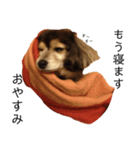 ミックス犬ちょこの日常（個別スタンプ：6）