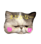 あかてまひま家族写真（個別スタンプ：1）