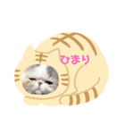 あかてまひま家族写真（個別スタンプ：3）