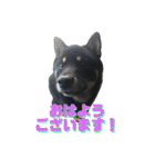 黒柴さん、ときどき和猫さん（個別スタンプ：5）