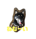 黒柴さん、ときどき和猫さん（個別スタンプ：7）