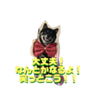 黒柴さん、ときどき和猫さん（個別スタンプ：11）