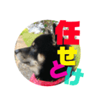 黒柴さん、ときどき和猫さん（個別スタンプ：14）