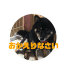 黒柴さん、ときどき和猫さん（個別スタンプ：15）