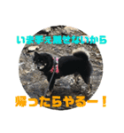黒柴さん、ときどき和猫さん（個別スタンプ：19）