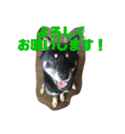黒柴さん、ときどき和猫さん（個別スタンプ：20）