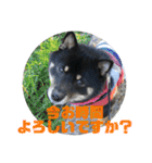 黒柴さん、ときどき和猫さん（個別スタンプ：24）