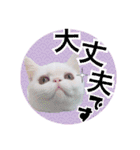 エキゾな猫M（個別スタンプ：11）