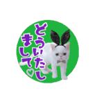 エキゾな猫M（個別スタンプ：21）