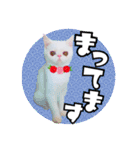 エキゾな猫M（個別スタンプ：27）