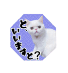 エキゾな猫M（個別スタンプ：35）