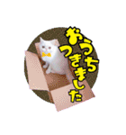 エキゾな猫M（個別スタンプ：39）