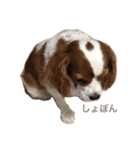 愛犬ジョイの日常（個別スタンプ：1）