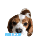 愛犬ジョイの日常（個別スタンプ：2）