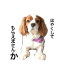 愛犬ジョイの日常（個別スタンプ：3）