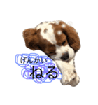 愛犬ジョイの日常（個別スタンプ：4）