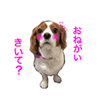 愛犬ジョイの日常（個別スタンプ：5）