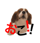 愛犬ジョイの日常（個別スタンプ：6）