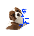 愛犬ジョイの日常（個別スタンプ：7）