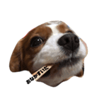 愛犬ジョイの日常（個別スタンプ：8）