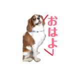 愛犬ジョイの日常（個別スタンプ：9）