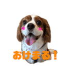 愛犬ジョイの日常（個別スタンプ：11）