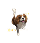 愛犬ジョイの日常（個別スタンプ：12）
