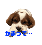 愛犬ジョイの日常（個別スタンプ：14）
