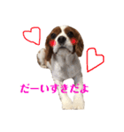 愛犬ジョイの日常（個別スタンプ：16）