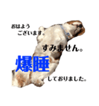 愛犬ジョイの日常（個別スタンプ：17）
