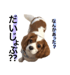 愛犬ジョイの日常（個別スタンプ：18）