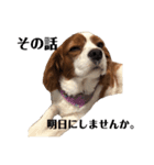 愛犬ジョイの日常（個別スタンプ：19）
