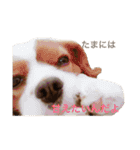 愛犬ジョイの日常（個別スタンプ：20）