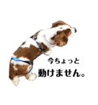 愛犬ジョイの日常（個別スタンプ：23）
