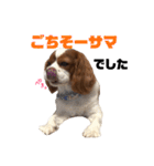 愛犬ジョイの日常（個別スタンプ：24）