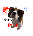 愛犬ジョイの日常（個別スタンプ：25）