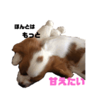 愛犬ジョイの日常（個別スタンプ：26）