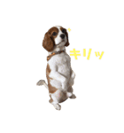 愛犬ジョイの日常（個別スタンプ：27）