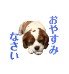 愛犬ジョイの日常（個別スタンプ：28）
