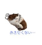 愛犬ジョイの日常（個別スタンプ：29）