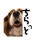 愛犬ジョイの日常（個別スタンプ：30）