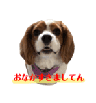 愛犬ジョイの日常（個別スタンプ：31）